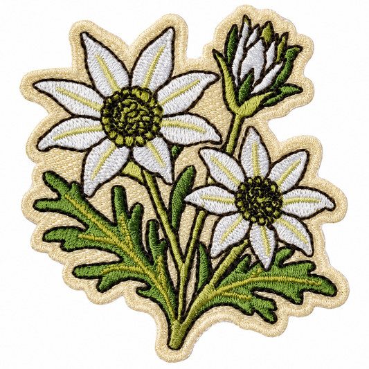 Flannel Flower